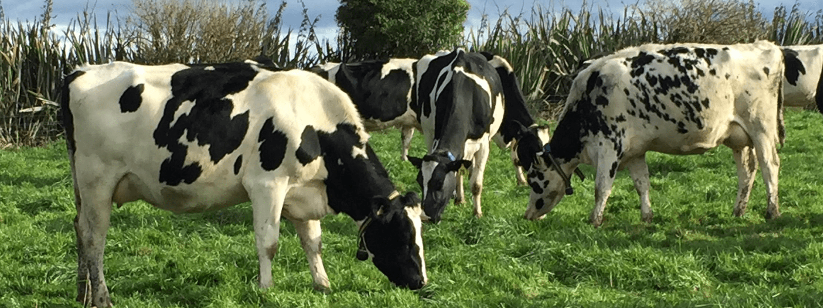 Accurate heat detection equals less empties for 650 cow dairy farm