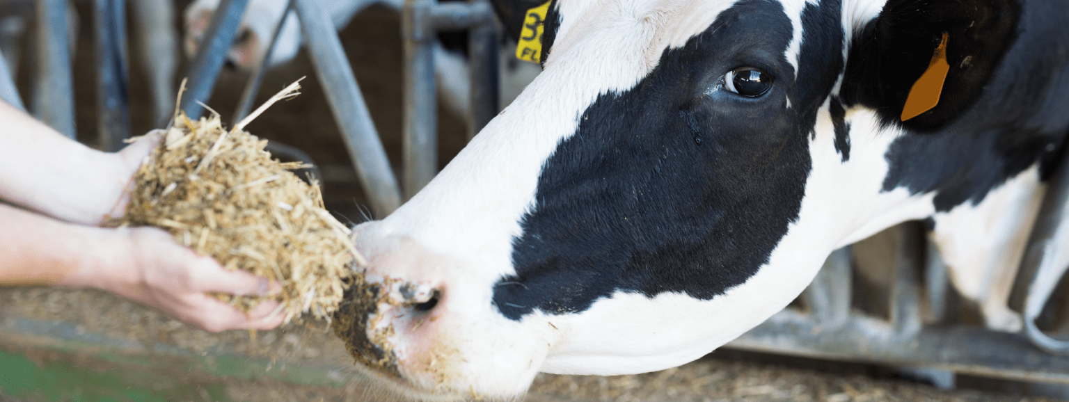 Znaczenie suplementacji w diecie bydła