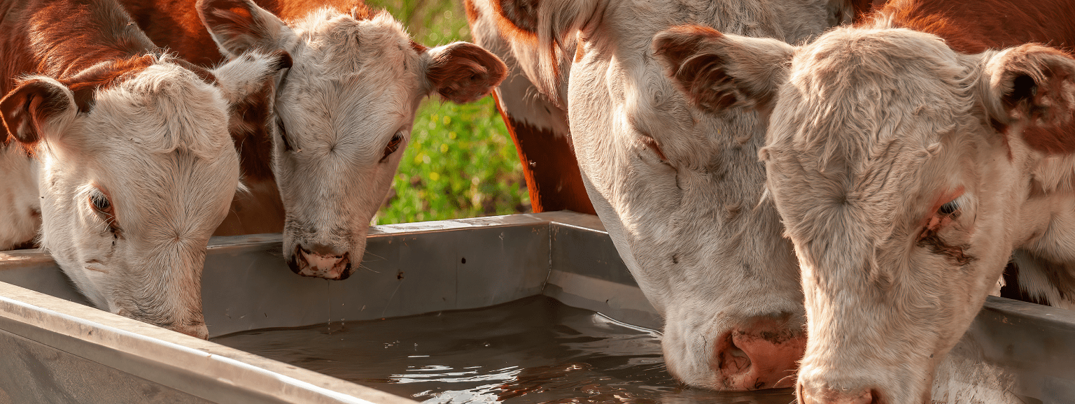 Odpowiednie nawodnienie bydła – jak zapewnić dostęp do wody i monitorować jej spożycie?