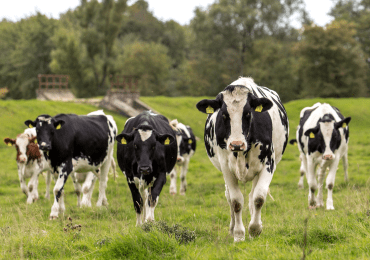 Rola probiotyków w diecie bydła – jak wspierać zdrowie jelit?