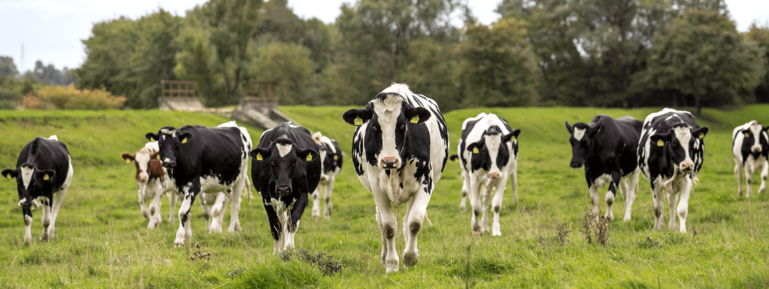 Rola probiotyków w diecie bydła – jak wspierać zdrowie jelit?